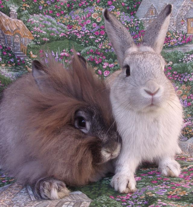 adoptable Rabbit in Santa Barbara, CA named MISTY