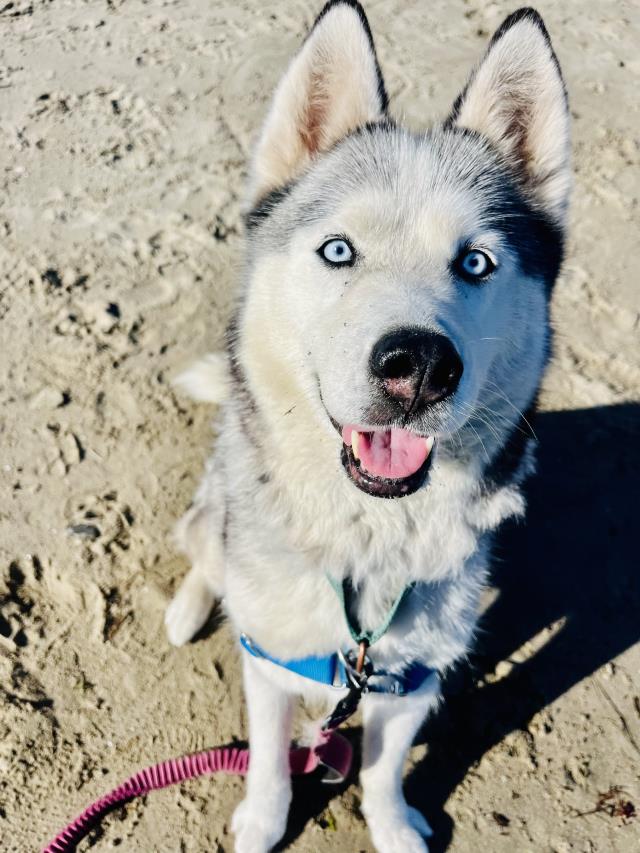 adoptable Dog in Santa Barbara, CA named YESIKA