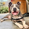 adoptable Dog in Santa Barbara, CA named BLUE