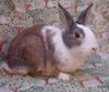 adoptable Rabbit in Santa Barbara, CA named FRED