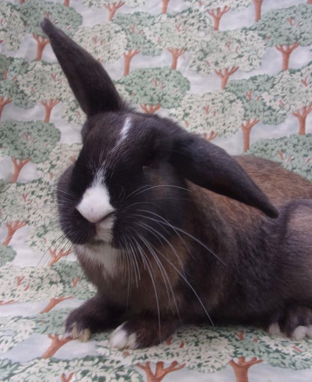 adoptable Rabbit in Santa Barbara, CA named DORIS