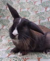 adoptable Rabbit in  named DORIS