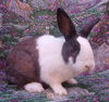 adoptable Rabbit in  named HARRIET