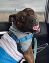 adoptable Dog in Santa Barbara, CA named TERRI