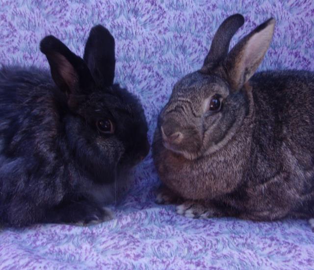 adoptable Rabbit in Santa Barbara, CA named POLLY