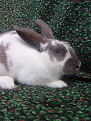 adoptable Rabbit in Santa Barbara, CA named KEELEY