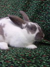 adoptable Rabbit in  named KEELEY