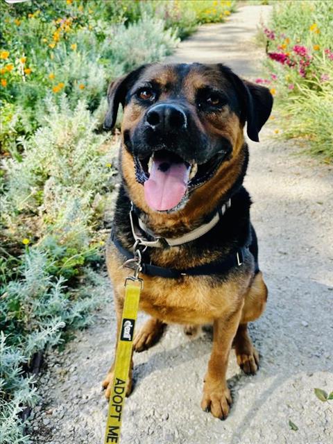 picture of the dog needing adoption