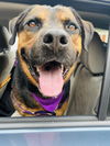 adoptable Dog in Santa Barbara, CA named JACK