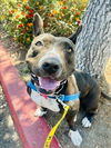 adoptable Dog in Santa Barbara, CA named BATGIRL