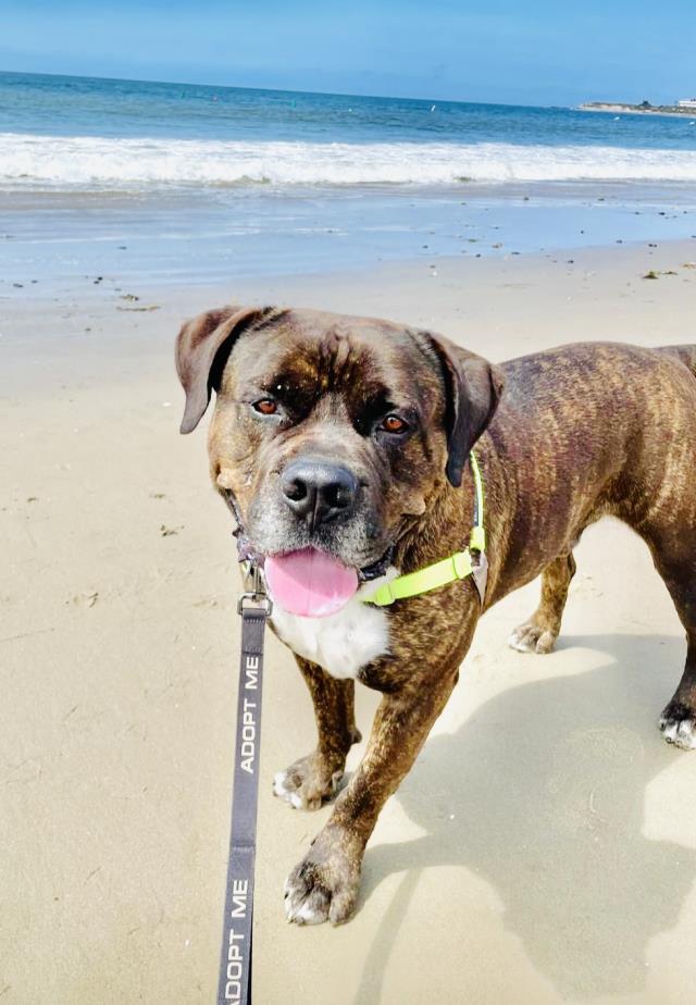 adoptable Dog in Santa Barbara, CA named JANGO