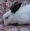 adoptable Rabbit in Santa Barbara, CA named KEN