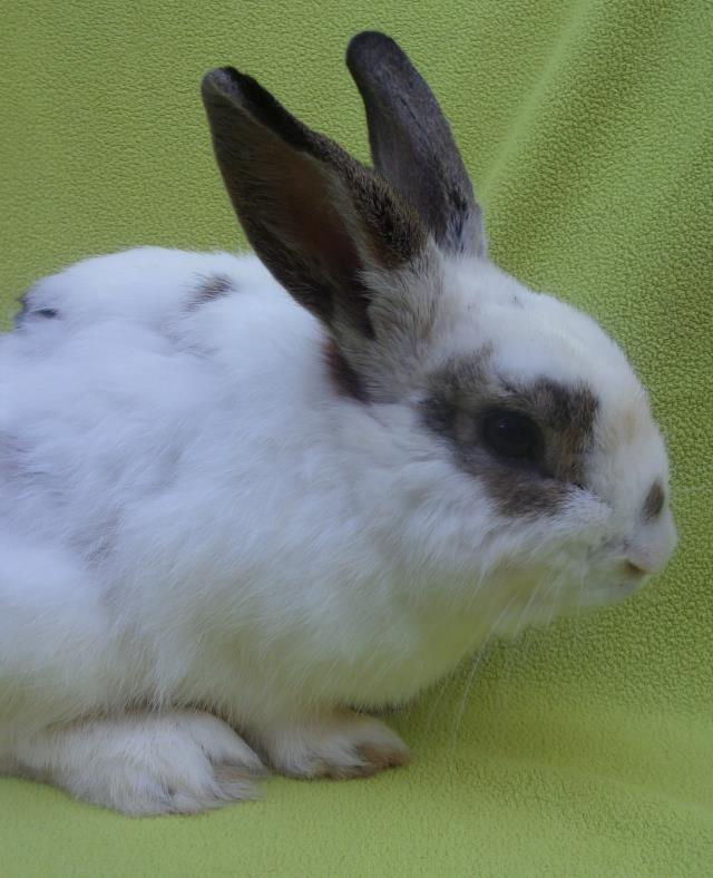 adoptable Rabbit in Santa Barbara, CA named BILL BAILEY