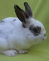 adoptable Rabbit in  named BILL BAILEY