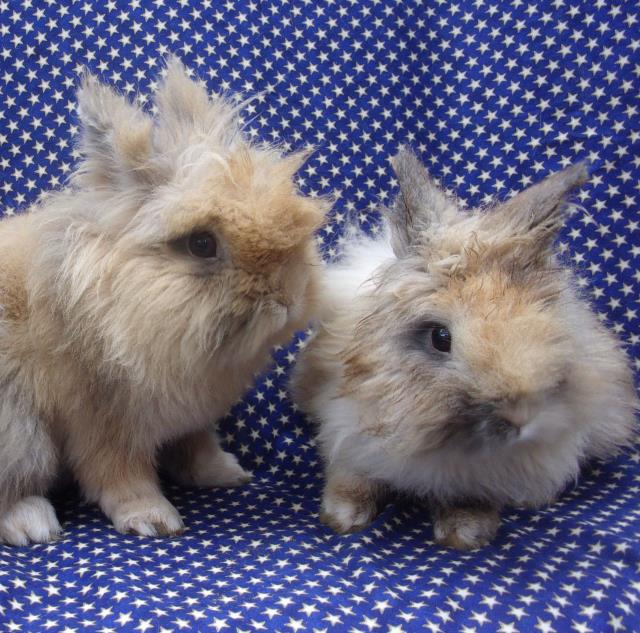 adoptable Rabbit in Santa Barbara, CA named SCOTT