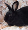 adoptable Rabbit in Santa Barbara, CA named ONYX