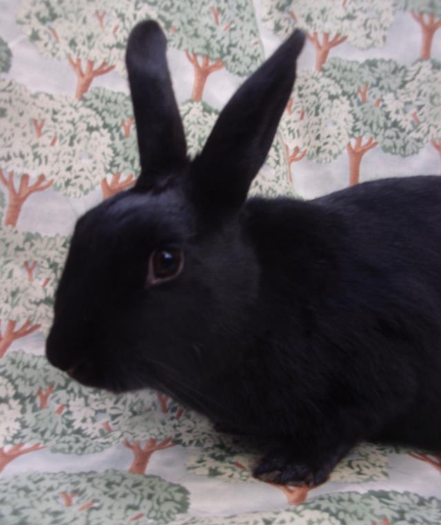 adoptable Rabbit in Santa Barbara, CA named MAPLE