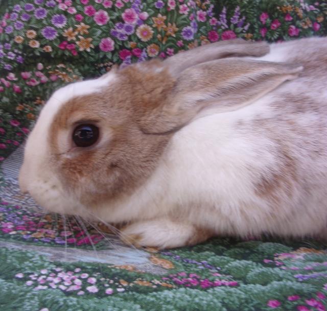 adoptable Rabbit in Santa Barbara, CA named ASPEN