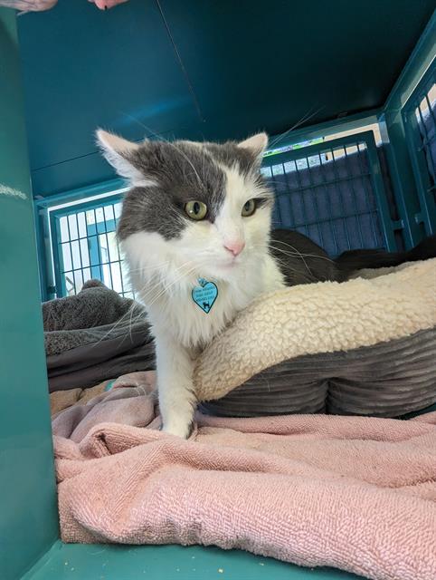 adoptable Cat in Santa Barbara, CA named KRYPTON