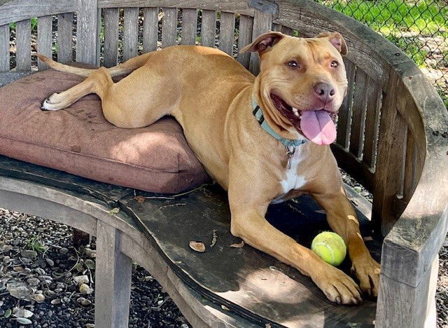 adoptable Dog in Santa Barbara, CA named MARY