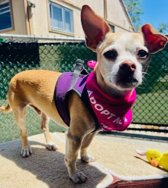 adoptable Dog in Santa Barbara, CA named HENRY