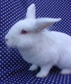 adoptable Rabbit in  named PALOMA