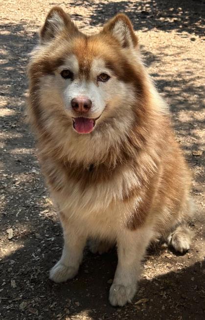 adoptable Dog in Santa Barbara, CA named MINNIE