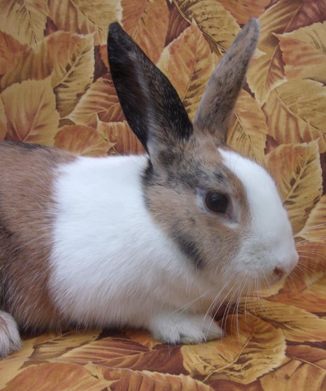 adoptable Rabbit in Santa Barbara, CA named CINDY