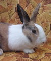 adoptable Rabbit in  named CINDY