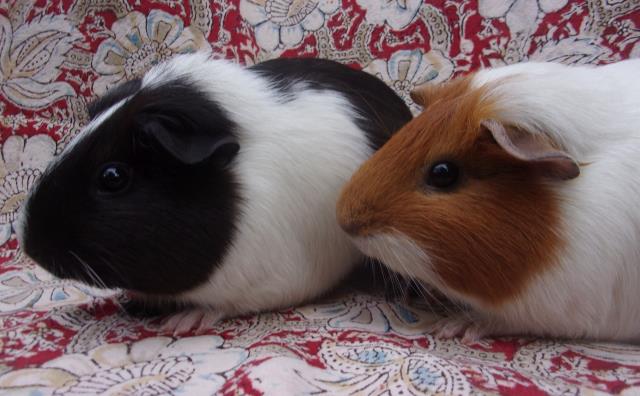 adoptable Guinea Pig in Santa Barbara, CA named SUGAR