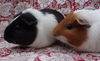 adoptable Guinea Pig in Santa Barbara, CA named SUGAR