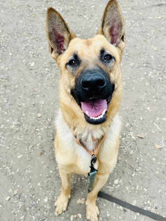 adoptable Dog in Santa Barbara, CA named SCRAPPY