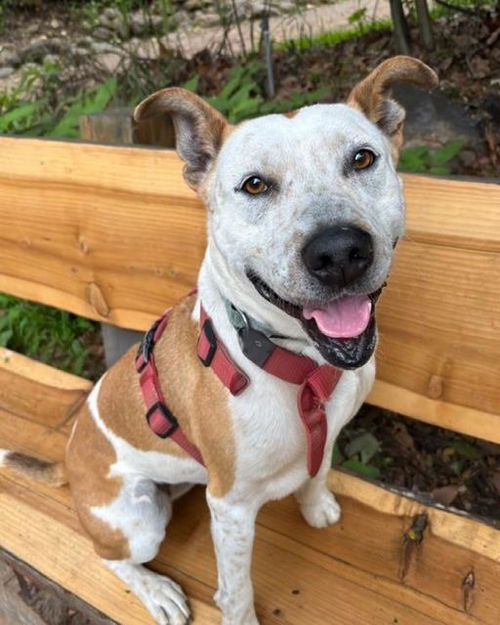 picture of the dog needing adoption
