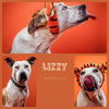 adoptable Dog in Santa Barbara, CA named LIZZY