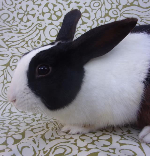 adoptable Rabbit in Santa Barbara, CA named BRAD