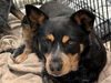 adoptable Dog in  named OLSA