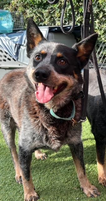 adoptable Dog in Santa Barbara, CA named FALCON