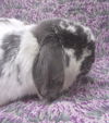 adoptable Rabbit in Santa Barbara, CA named LIGHTNING