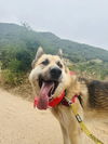 adoptable Dog in Santa Barbara, CA named HACHI