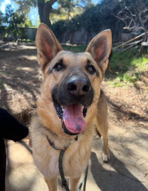 adoptable Dog in Santa Barbara, CA named JAZZY
