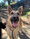 adoptable Dog in Santa Barbara, CA named JAZZY