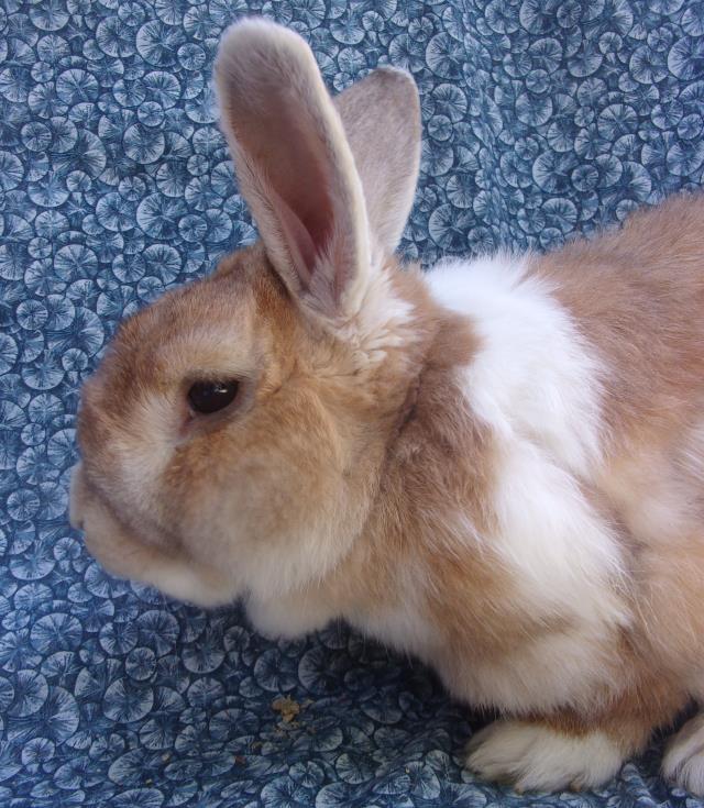 adoptable Rabbit in Santa Barbara, CA named BUNICIO DEL TORREZ