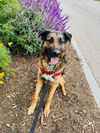 adoptable Dog in Santa Barbara, CA named TOBY