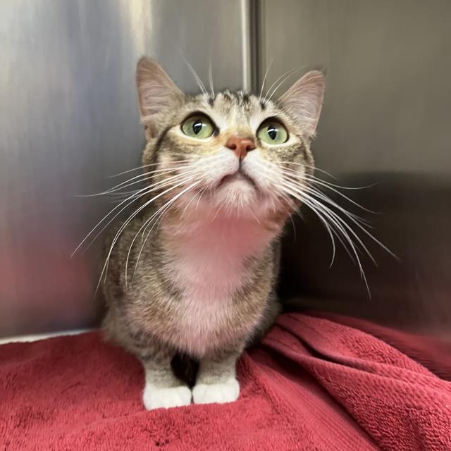 adoptable Cat in Santa Barbara, CA named MOTHER GOOSE