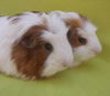 adoptable Guinea Pig in Santa Barbara, CA named MR. FLUFFLES