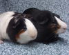 adoptable Guinea Pig in Santa Barbara, CA named SONIC