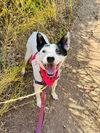 adoptable Dog in Santa Barbara, CA named ZULA