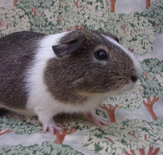 adoptable Guinea Pig in Santa Barbara, CA named COOKIE