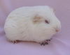 adoptable Guinea Pig in Santa Barbara, CA named ORCHID