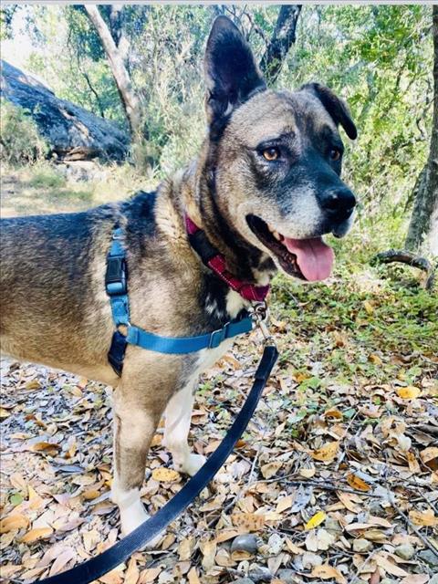 adoptable Dog in Santa Barbara, CA named PENELOPE